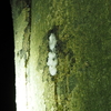 樹液はなぜ出るのか？その理由と近年樹液性昆虫が増えている理由の考察