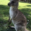 【留学回想録⑤】 野生のカンガルーが可愛すぎた。