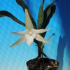 Angraecum sesquipedale