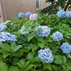 ふれあい小路の紫陽花…