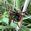 ゴキブリを捕食するシオヤアブ　硫黄島