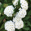 一重と八重の花たち