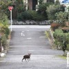 「キョン」が4万頭の大量発生 千葉県内をシカ科の外来生物が徘徊