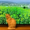 ねことテレビ。しおん編。