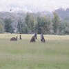 クロカンガルー(Western Grey Kangaroo)