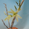 Dendrobium moniliforme`Ryokuhou'  