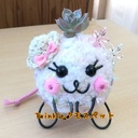 Twinkle♪モスペットの植物観察日記