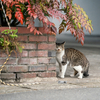 地元繁華街のねこさん