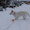 雪やこんこ♪