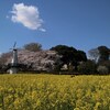 見沼田んぼ　市民の森　満開の桜菜の花