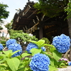 紫陽花を見に白山神社と六義園に散策してきた