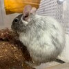 しろごまあん807日目