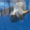 雨の水族館