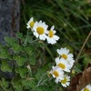 自然観察会での植物＆今日の独り言