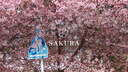 【写真】桜2025　三浦海岸・埼玉県巾着田
