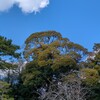 青空とカラス