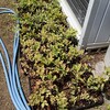 ブルーベリーの苗木を納品　シラン