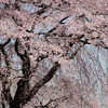  小石川後楽園の枝垂れ桜 2005