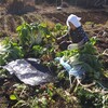 野菜の収穫