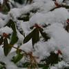 やはり「春の淡雪」でした。