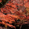 黄門様の庭園で紅葉を楽しむ（小石川後楽園）その１