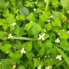 【無料の雑草で作る】どくだみ茶の作り方と効果｜健康茶の完全ガイド