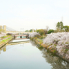 桜とチューリップが同時に楽しめる荒子川公園