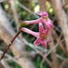 我が家の庭　春の花