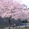 今年は桜は早く咲くらしいね