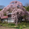 満開でした！横田陣屋御殿桜（須賀川市指定天然記念物）