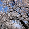 4月7日（水）桜