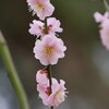 縮景園