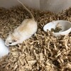 くるみあん283日目