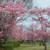 ～≪オカメザクラが満開です！！&#127800;≫～