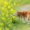 今年の菜の花は残念