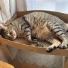 ただ休む日