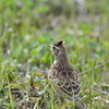 今日の淀川毛馬で見た鳥