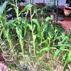 とうもろこしの再チャレンジ🌽相性抜群のコンパニオンプランツ4選✨