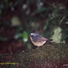 Snowy-browed Flycatcher ムネアカヒタキ(ジャワの鳥その36)