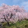 桜年休、冨士霊園で今年の桜の見納め。