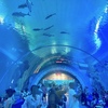 スパンブリー観光｜ブンチャワーク水族館はアジアNo.1のサメの水中トンネルが見どころ！