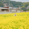 古賀の菜の花畑満開です！デートや家族のお出かけにぴったりなコースをお伝えします。