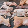 プリオンで汚染された豚肉の警告：米国全土で、豚はmRNA血栓ショットを介して何百万もの致命的なプリオンを「ワクチン接種」することができます–ラベルなし。