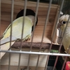 【インコ達】チヨとギンちゃん、はじめての巣引き