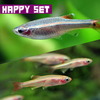 (熱帯魚 生体)【バリューセット】アカヒレ Lサイズ(約3cm)(10匹) + ゴールデンアカヒレ(約2cm)(5匹)【水槽/熱帯魚/観賞魚/飼育】【生体】【通販/販売】【アクアリウム/あくありうむ】