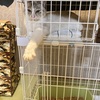 保護猫預かり5日目！