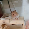 ハムスター🐹のすだちちゃん