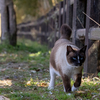 近隣住宅街のねこさん