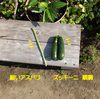 庭に向かう気持ちは、ある