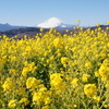 富士山と菜の花